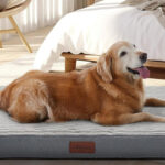 A Golden Retriver Laying on a Large Orthopedic Dog Bed