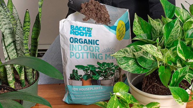 A Person Taking out portions of Back to the Roots Indoor Potting Mix to mix with an Indoor Plant