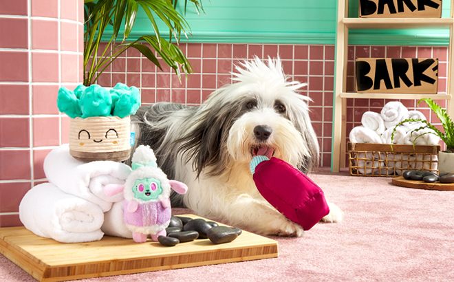 A Dog Playing With the Barkbox Play SpaDay Theme Toys A Dog Playing With the Barkbox Play SpaDay Theme Toys