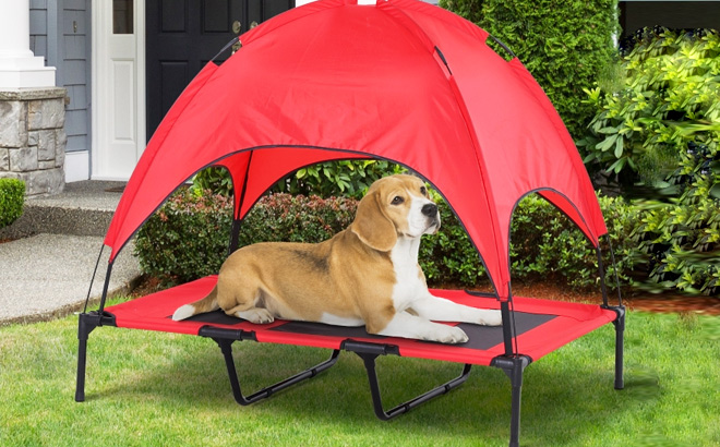 Elevated Cooling Dog Bed