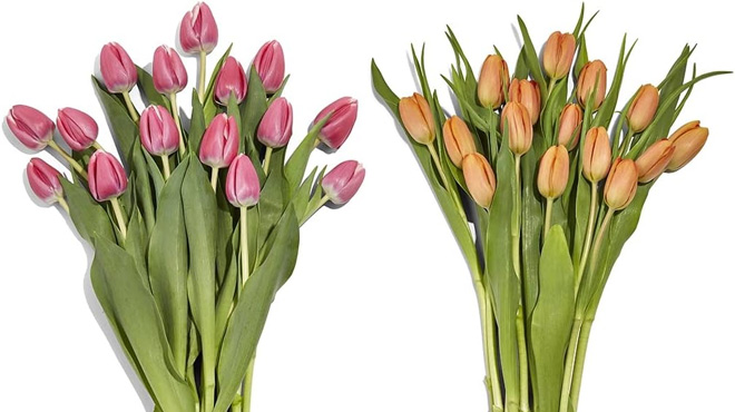 Floral Pink Tulips 5 Stems Floral Pink Tulips 5 Stems