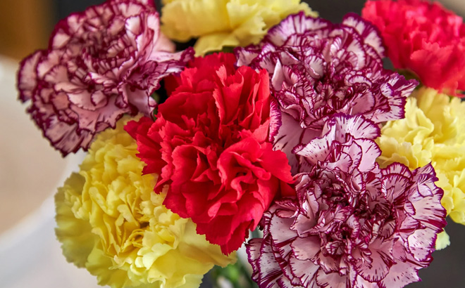 Fresh Cut Rainbow Carnations