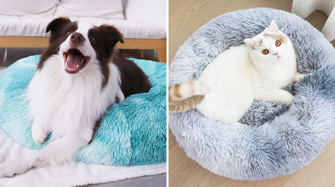 Two Pets Sitting on Calming Donut Pet Beds