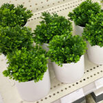 Threshold Artificial Boxwood Plants on the Shelf