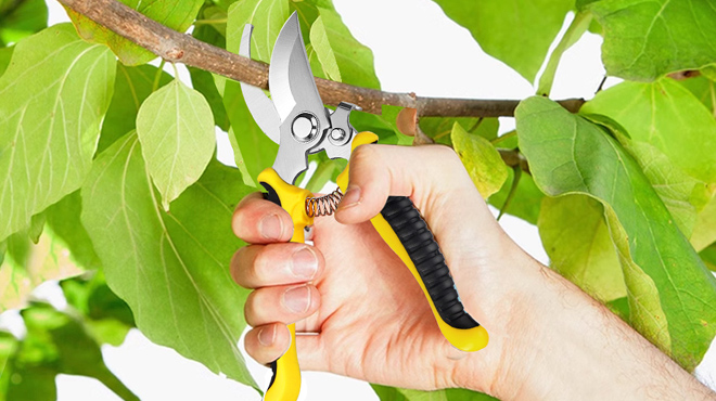 A Person Using Garden Pruning Shears A Person Using Garden Pruning Shears