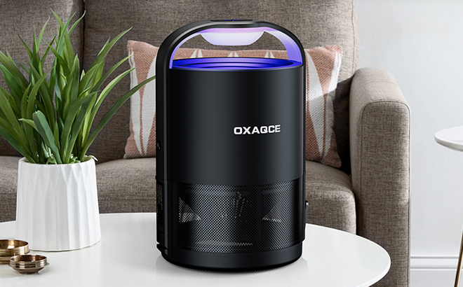 Fruit Fly Trap on a Table