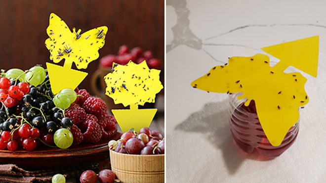 Fruit Fly Traps placed on Fruit Fruit Fly Traps placed on Fruit