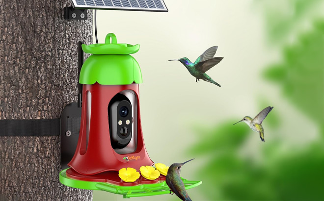 Hummingbird Feeder with Camera on the Tree