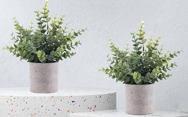 Two Small Fake Eucalyptus Plants