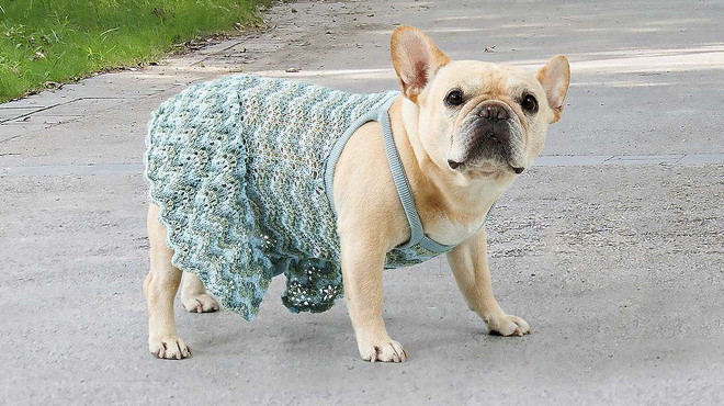 A Dog Wearing Koolaburra by UGG Mila Knit Pet Dress A Dog Wearing Koolaburra by UGG Mila Knit Pet Dress