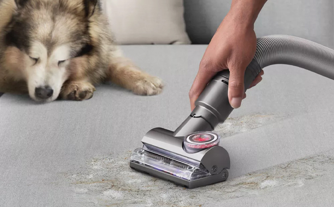 A Person Using the Dyson Ball Animal 3 Upright Vacuum on the Couch A Person Using the Dyson Ball Animal 3 Upright Vacuum on the Couch