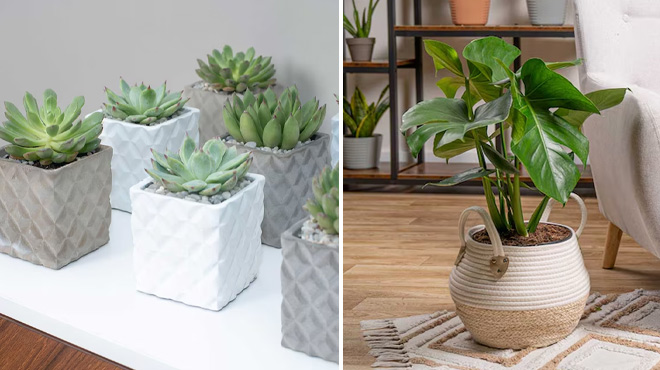 Costa Farms 12 Pack Growers Choice Assorted Succulents in 2 5 Inch Pot and Costa Farms Monstera Deliciosa House Plant in 10 Inch Pot Costa Farms 12 Pack Growers Choice Assorted Succulents in 2 5 Inch Pot and Costa Farms Monstera Deliciosa House Plant in 10 Inch Pot