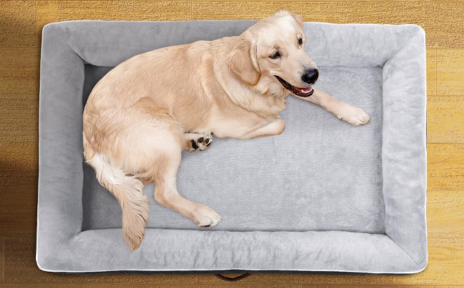 Large Orthopedic Dog Bed Large Orthopedic Dog Bed