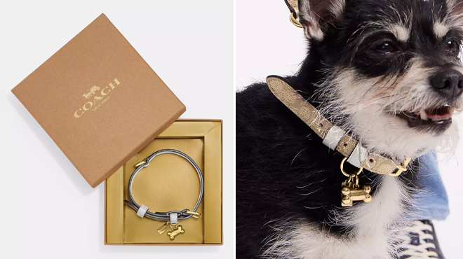 Coach Outlet Boxed Small Pet Collar In Signature Canvas 4 Coach Outlet Boxed Small Pet Collar In Signature Canvas