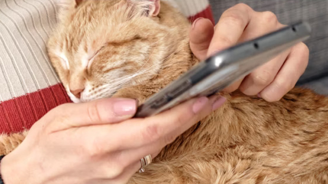 A Hand holding a Phone