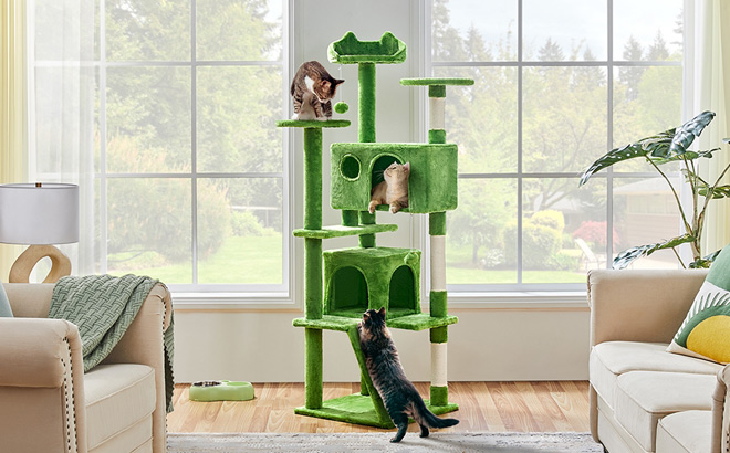 Cats Playing at a Cat Tree Tower Cats Playing at a Cat Tree Tower