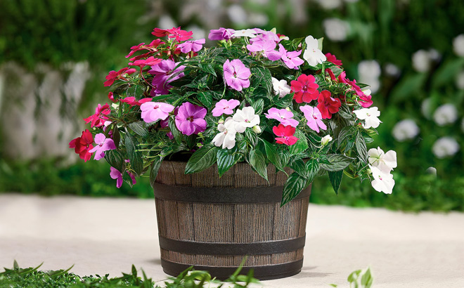 3 Piece Live Plants with Whiskey Barrel Planter