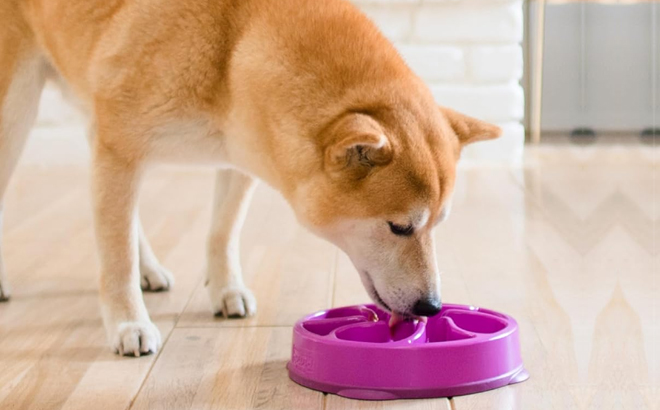 A Dog Eating from the Outward Hound Slow Feeder Dog Bowl
