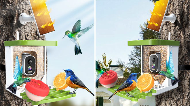 Smart Bird Feeder Camera