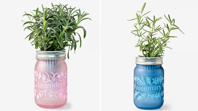 Modern Sprout Lavender Purple Pint Jar Grow Kit and Modern Sprout Rosemary Green Pint Jar Grow Kit Modern Sprout Lavender Purple Pint Jar Grow Kit and Modern Sprout Rosemary Green Pint Jar Grow Kit