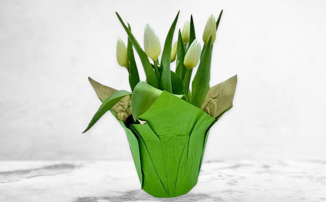 Spritz Live White Potted Tulip Spritz Live White Potted Tulip