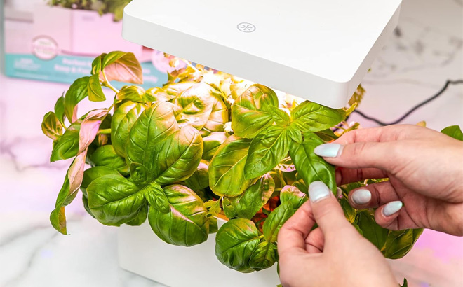 Back to the Roots Hydroponic Grow Kit on the Table Back to the Roots Hydroponic Grow Kit on the Table