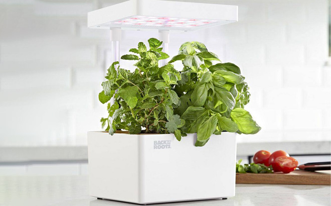 Back to the Roots Hydroponic Grow Kit Back to the Roots Hydroponic Grow Kit