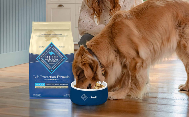 A Dog Eating from a Swell Dog Bowl Beside a Bag of Blue Buffalo Dog Food
