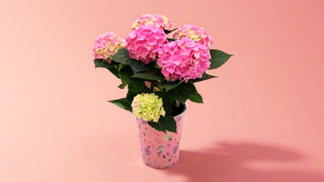 Good Little Garden 5 Hydrangea Good Little Garden 5 Hydrangea