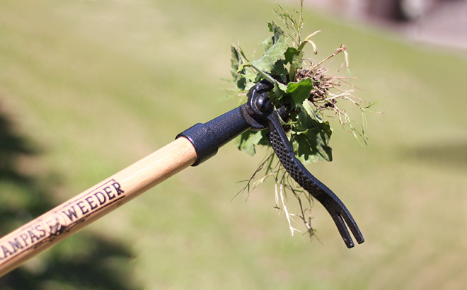 Grampas Weeder Weed Puller Tool with Long Handle in the Yard