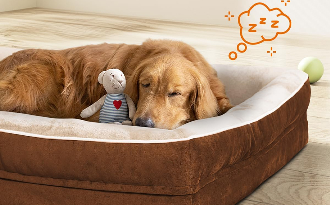 A Dog Sleeping in the Large Orthopedic Dog Bed