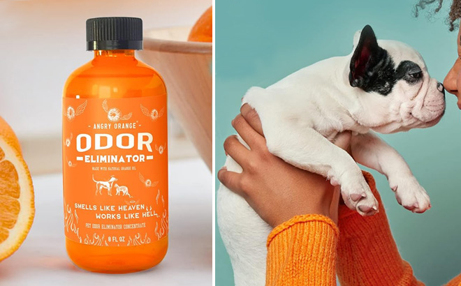 A Dog and a Person with a Bottle of Angry Orange Pet Odor Eliminator