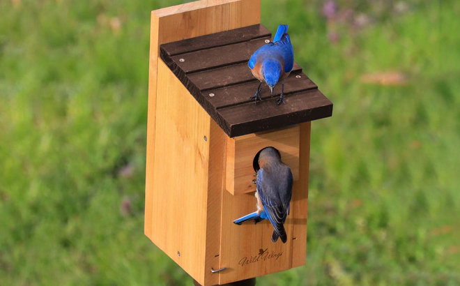Birds on a Wild Wings Bird Box House