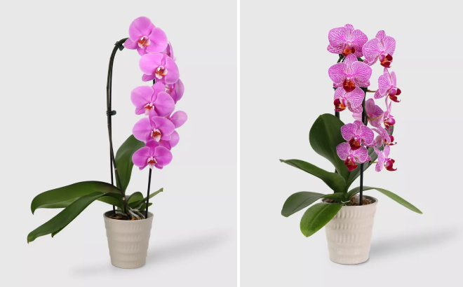 Good Little Garden Live Potted Cascade Orchid Plant and Live Waterfall Orchid Potted Plant