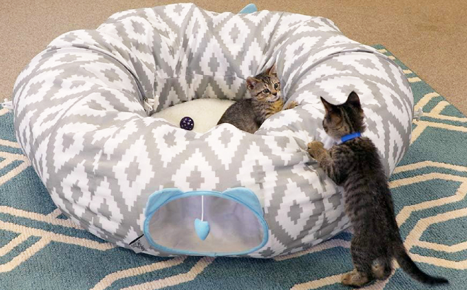 Kittens Playing in Kitty City Tunnel Cat Bed