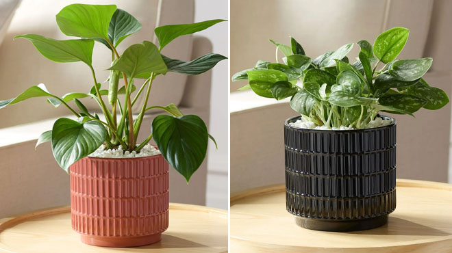 Mainstays Round Ceramic Grid Red and Black Planters Mainstays Round Ceramic Grid Red and Black Planters