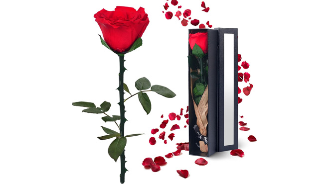 Preserved Flower