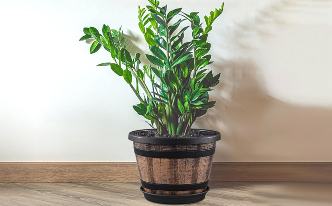 Whiskey Barrel Plant on the Floor