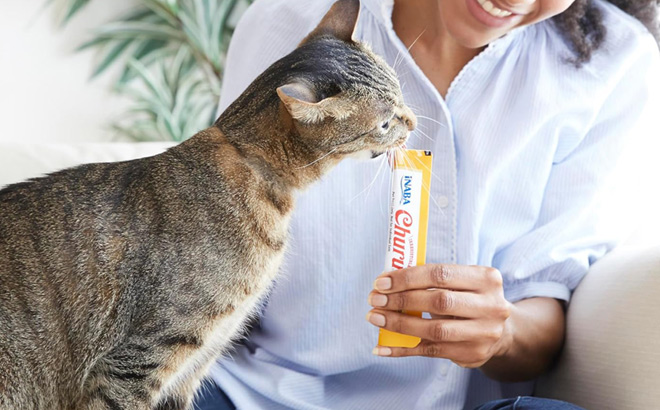 A Cat Eating Inaba Churu Cat Treat A Cat Eating Inaba Churu Cat Treat