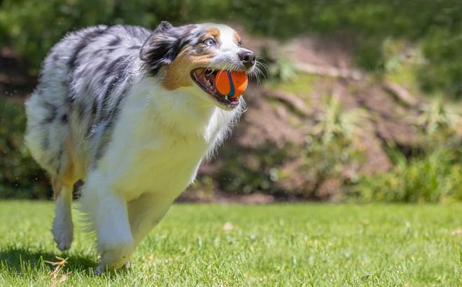 A Dog Playing with Chuckit Dog Ball