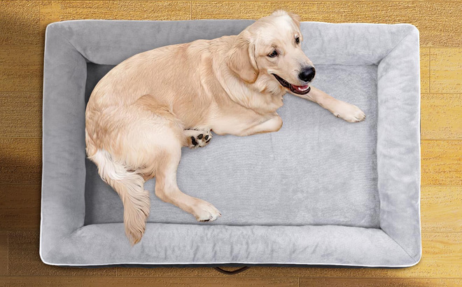 A Dog Lying on an Upvilla Pet Bed
