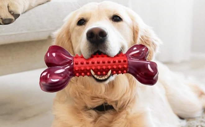 A Dog Holding Apasiri Tough Dog Toy