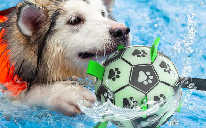 A Dog playing with Glow in The Dark Dog Soccer Ball