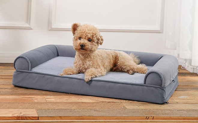 Amazon Basics Living Room Couch Dog Bed