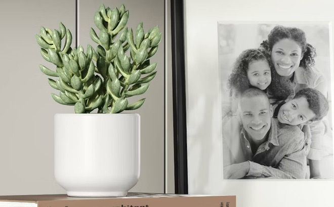 Threshold Artificial Succulent Plant Threshold Artificial Succulent Plant