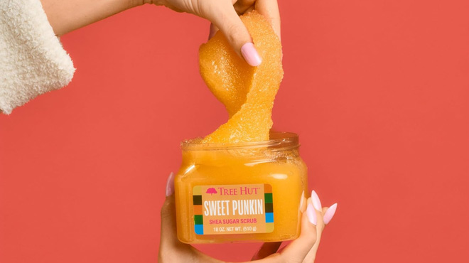 a Person Taking Out Tree Hut Sweet Pumpkin Shea Sugar Scrub from the Jar a Person Taking Out Tree Hut Sweet Pumpkin Shea Sugar Scrub from the Jar