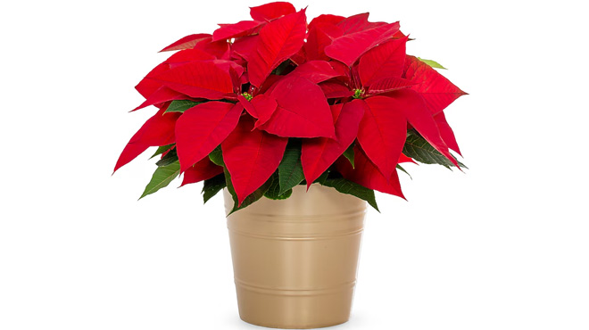 Poinsettias Poinsettias
