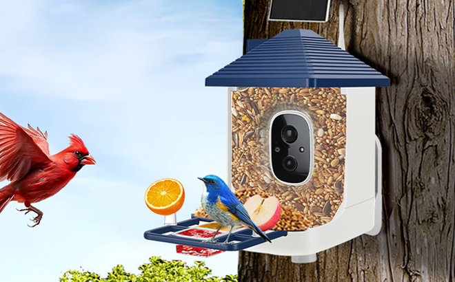 Smart Bird Feeder with Camera on a Tree