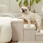 A Dog on a Pet Stairs with Storage
