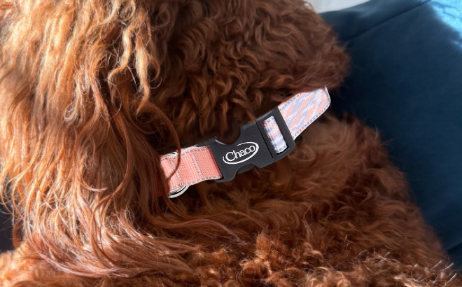 Chaco Dog Collar